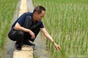 外媒爆料袁隆平视频播放,全球关注杂交水稻发展新篇章