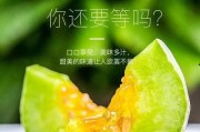 网红有什么瓜吃,揭秘那些你不知道的幕后故事与八卦传闻