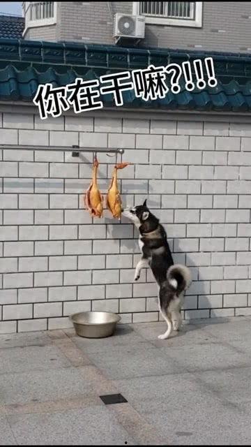 娱乐吃瓜酱送小狗视频下载