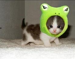 娱乐吃瓜君猫生气歌,萌宠音乐新潮流