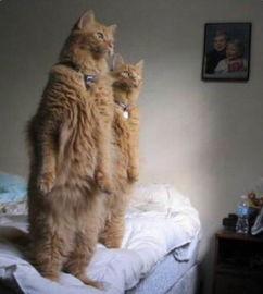 娱乐圈吃瓜猫是谁啊,揭秘神秘“吃瓜猫”的真实身份