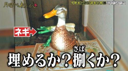 娱乐吃瓜酱鸭鸭视频下载