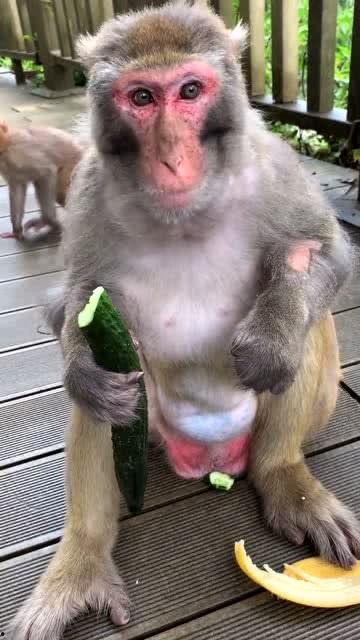 娱乐吃瓜酱猴,揭秘娱乐圈那些不为人知的幕后故事