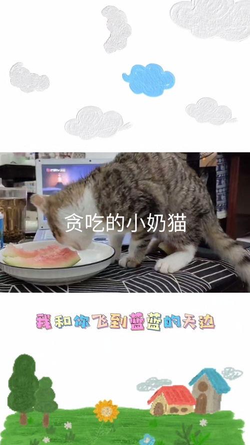 娱乐吃瓜小猫咪